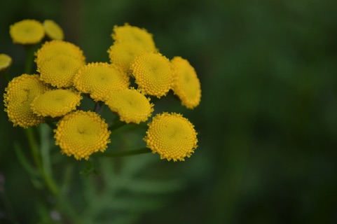 Yellow flowers, Hetta